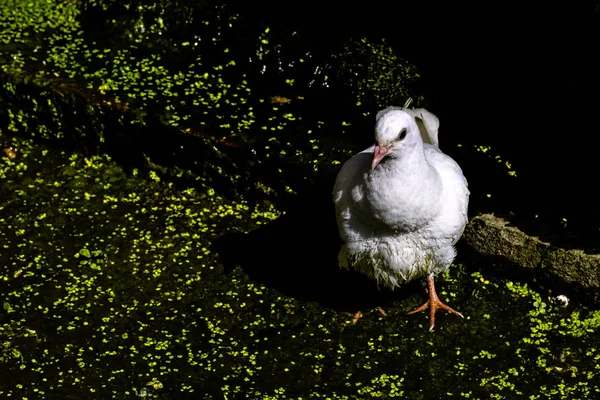 Pigeon Blanc Sauvage Colombe Libération Warwick Warwickshire Royaume Uni — Photo