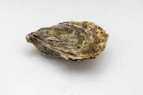 Oyster Shell Seafood Fresco Fechado — Fotografia de Stock