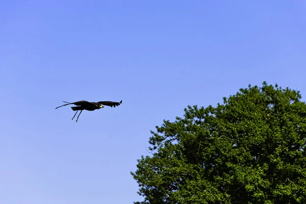 Águia Careca Jovem Haliaeetus Leucocephalus Também Conhecida Como Águia Branca — Fotografia de Stock