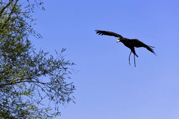 Águila Calva Joven Haliaeetus Leucocephalus También Conocida Como Águila Cabeza — Foto de Stock