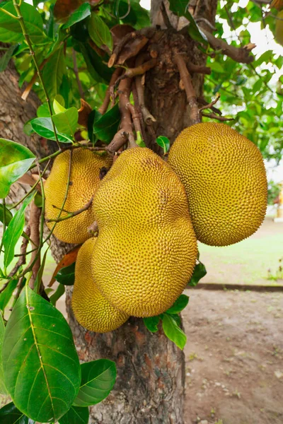 Primo Piano Jackfruit Maturo Albero Thailandia — Foto Stock