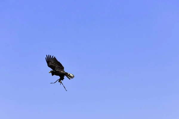 대머리 독수리 Haliaeetus Leucocephalus 독수리 독수리 독수리로도 알려져 — 스톡 사진