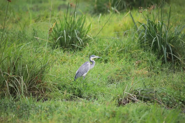 Heron Obklopený Zelenou Trávou Národním Parku Amboseli — Stock fotografie