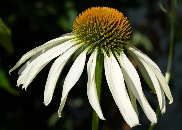 Tűlevelű Echinacea Purpurea Nyári Virágok — Stock Fotó