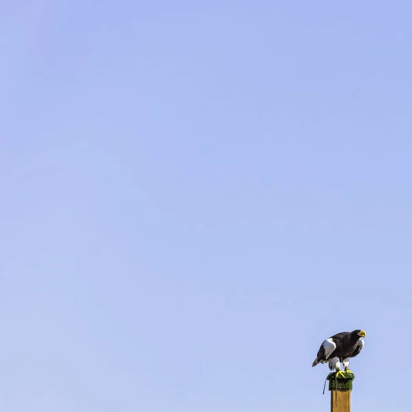 Águila Marina Steller Haliaeetus Pelagicus —  Fotos de Stock