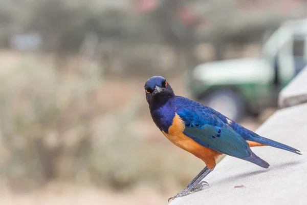 Colorido Magnífico Estornino Cráter Ngorongoro Tanzania —  Fotos de Stock