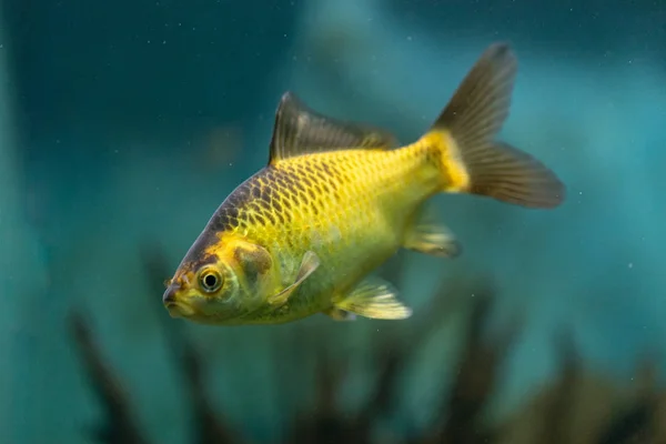 Aquarium Poissons Jaunes Sur Fond Eau Beauté Nature — Photo