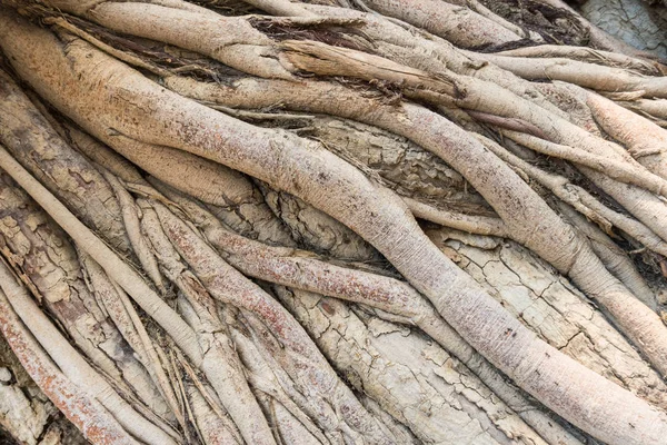 Crosswise Old Tree Roots Tło Szeroki Kąt Widzenia Brązowy Korzenie — Zdjęcie stockowe