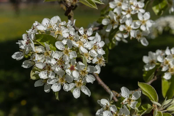 Körsbärsträd Med Blommor Våren — Stockfoto