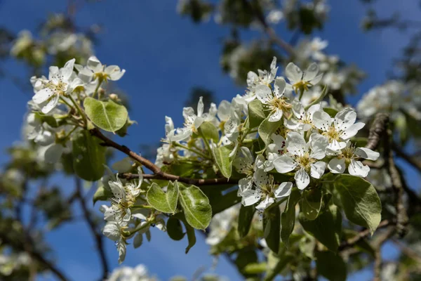 Třešňové Květy Strom Květinami Jaře — Stock fotografie