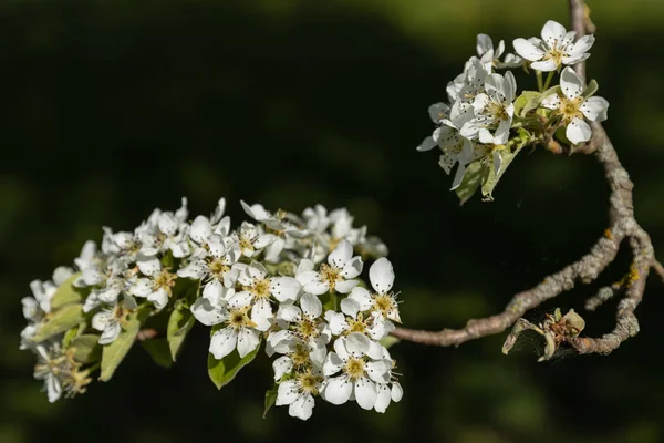 Körsbärsträd Med Blommor Våren — Stockfoto