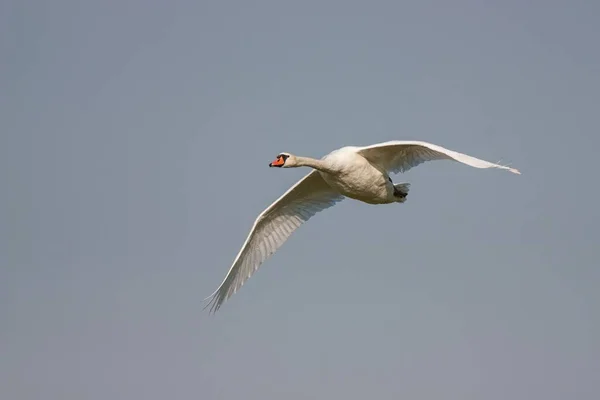 Cisne Mudo Cygnus Olor Voo Com Céus Fundo Grande Pássaro — Fotografia de Stock