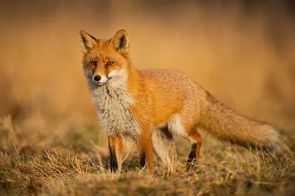 Volpe Adulta Con Chiaro Sfondo Sfocato Tramonto Predatore Cerca Una — Foto Stock