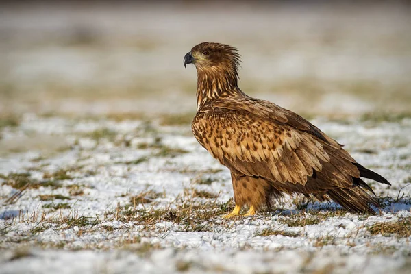 Ювенільний Білохвостий Орел Альбіцила Haliaeetus Взимку Сидить Засніженій Землі Дикі — стокове фото