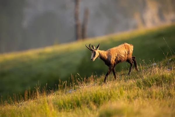 Camurça Alpina Rupicapra Rupicapra Nas Montanhas Pôr Sol Animais Selvagens — Fotografia de Stock