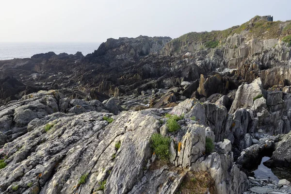 Struttura Della Barriera Corallina Con Conchiglie Sulle Rive Dell Oceano — Foto Stock