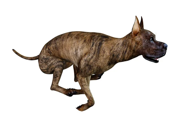 Τρισδιάστατη Απεικόνιση Του Έναs Θηλυκό Σκύλοs Στικτός Μεγάλος Δανός Που — Φωτογραφία Αρχείου