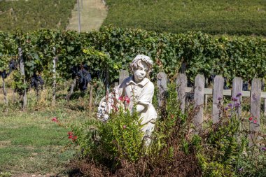 Statue of a boy holding a basket with grapes on the background of vineyards in the Saint Emilion region. France clipart