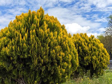 Thuja western 'Golden Globe' against the background of blue sky with clouds. clipart