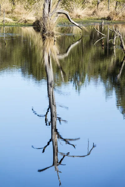 Wasserlandschaft Pietzmoor Bei Schneverdingen — Stockfoto