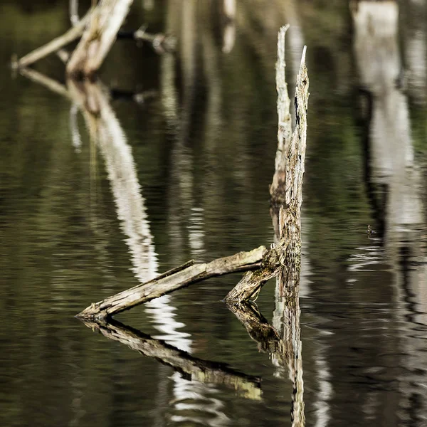 Reflectie Van Verschillende Boomstronken Pietzmoor Bij Schneverdingen — Stockfoto