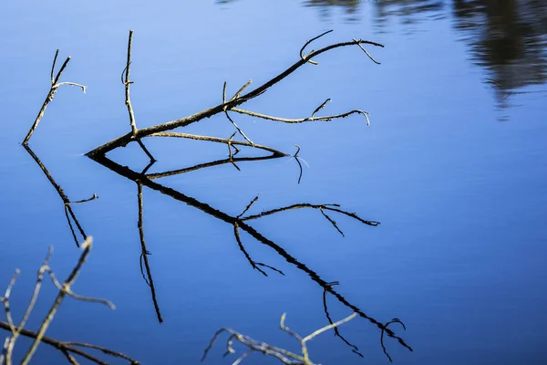 Spiegelnde Äste Pietzmoor Bei Schneverdingen — Stockfoto