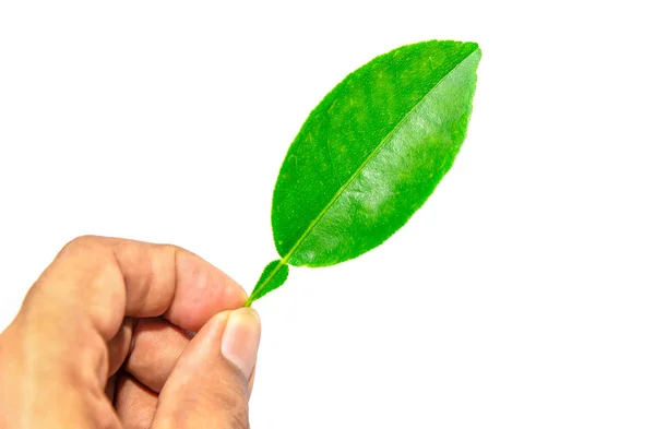 Feuille Verte Tropicale Avec Isolée Main Sur Fond Blanc Concept — Photo