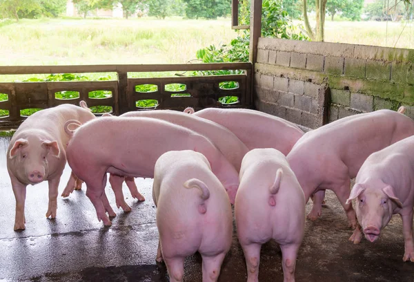 농장에서 분홍색 돼지를 키우는 사육사 — 스톡 사진
