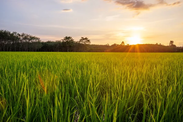 Campo Arroz Com Nascer Sol Pôr Sol Raio Sol Piscando — Fotografia de Stock