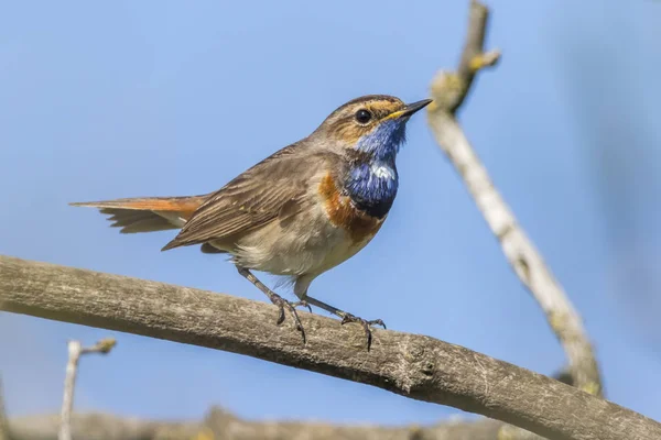 Bluethroat Branco Manchado Está Sentado Ramo — Fotografia de Stock