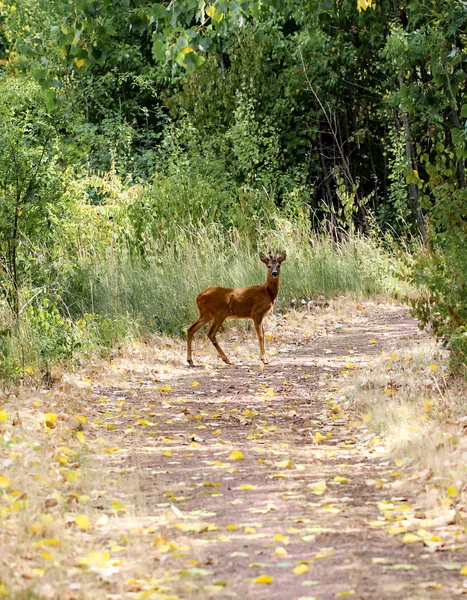 Portrait Young Deer Deer Forest — Stockfoto