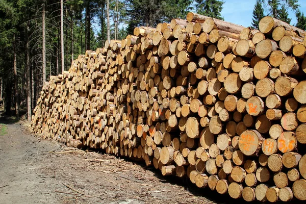 Ein Holzstapel Polter Wald — Stockfoto