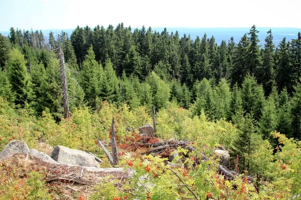 Sziklaképződés Erdők Harz Hegyekben — Stock Fotó