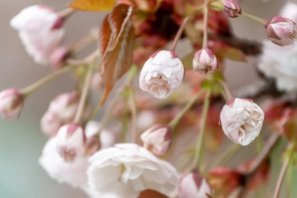 Cherry Flowers Spring Blossom Tree — Stock Photo, Image