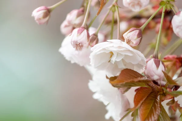 Bloom Spring Blooming Flowers Tree Branches — Stock Photo, Image