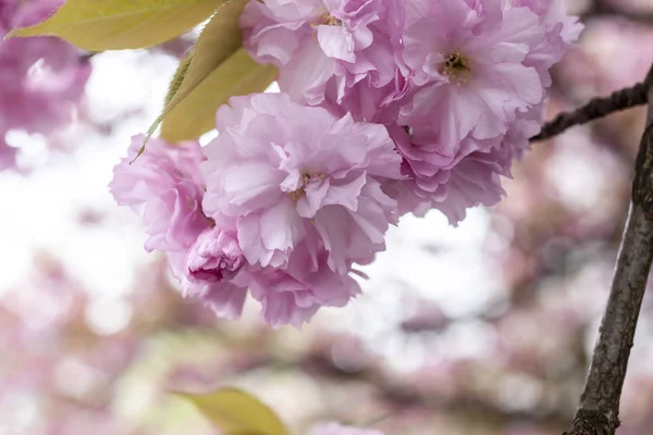 Cherry Flowers Spring Blossom Tree — Stock Photo, Image