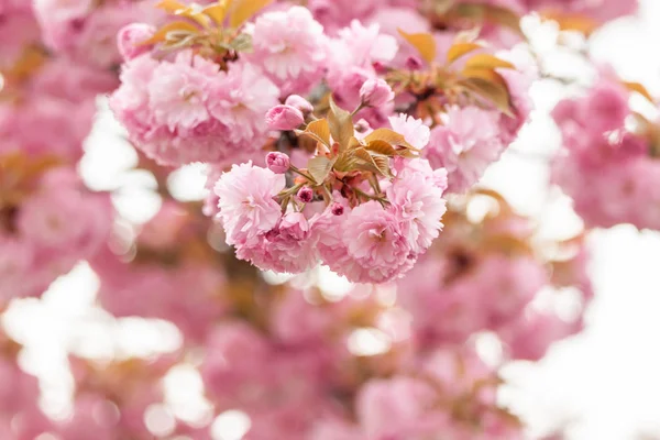 Bloom Spring Blooming Flowers Tree Branches — Stock Photo, Image