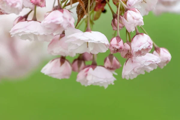 Nahaufnahme Obstbaum Rosa Kirschblüten Frühlingsblüte — Stockfoto