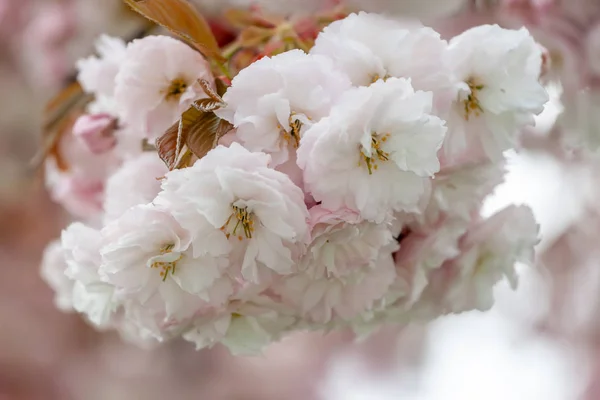 Bloom Spring Blooming Flowers Tree Branches — Stock Photo, Image