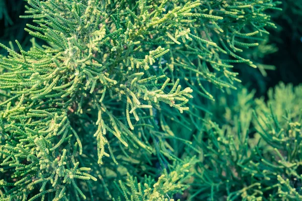 Vintage Groene Dennenappel Achtergrond Linker Frame Natuurlijke Dennentak Achtergrond Voor — Stockfoto