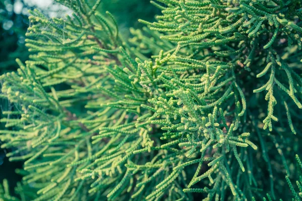 ヴィンテージグリーンパインの背景右フレーム 自然のデザインのための天然松の枝の背景 — ストック写真