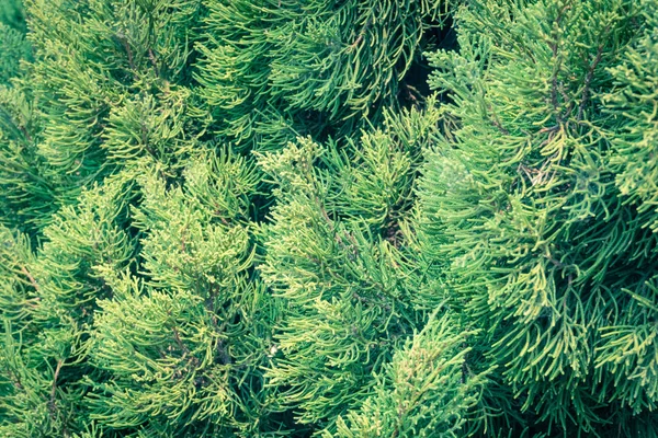 프리랜서그린 그라운드 소나무 가지의 배경을 이루는 자연의 — 스톡 사진