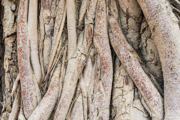 古い木の根の背景 デザインのための茶色の木の根のテクスチャ 自然樹根の背景 — ストック写真