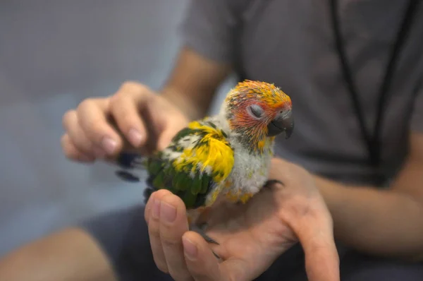 Close Shot Human Hand Holding Beautiful Green Parrot Chicks — Stock Photo, Image