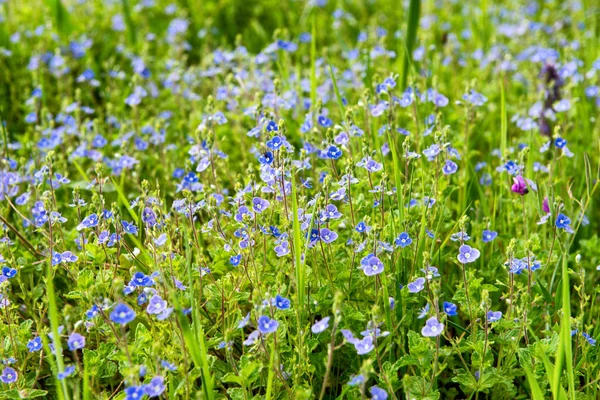 Niebieskie Kwiaty Wsi Sezon Wiosenny — Zdjęcie stockowe