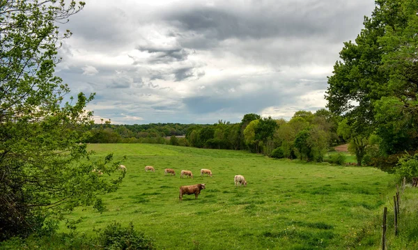 Koeien Een Dreigende Bewolkte Hemel Dreigende Wolken Boven Het Landschap — Stockfoto