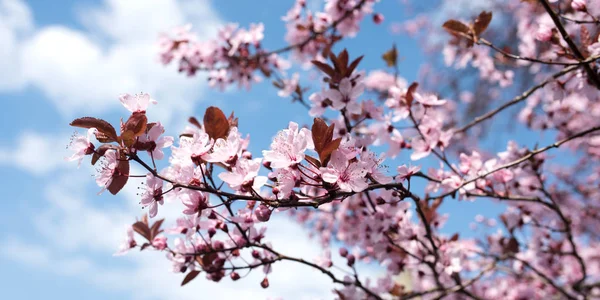 樱花在树上开花 — 图库照片