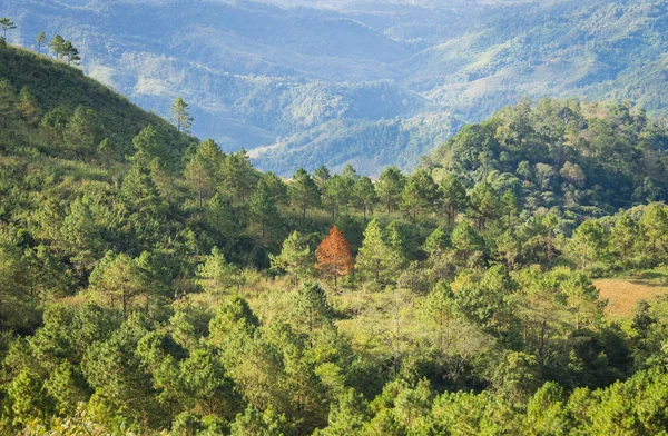Destacado Árbol Secado Entre Bosque Árbol Verde Con Fondo Montaña — Foto de Stock