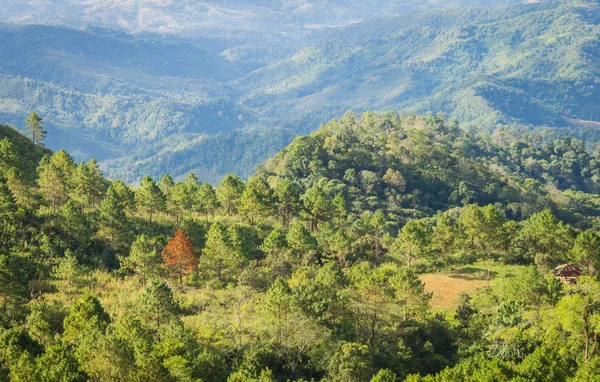 Destacado Árbol Secado Entre Bosque Verde Marco Izquierdo Con Fondo — Foto de Stock
