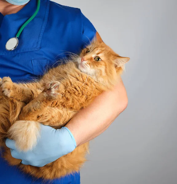 Mannelijke Dierenarts Blauw Uniform Handschoenen Met Een Volwassen Gember Kat — Stockfoto